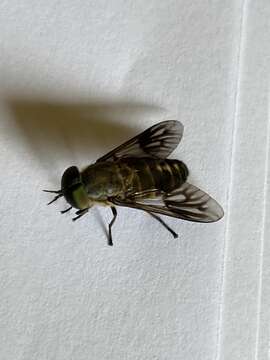 صورة Cydistomyia alternata Ferguson & Hill 1922