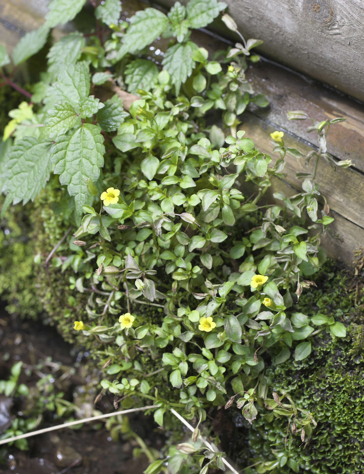 Image of Erythranthe nepalensis (Benth.) G. L. Nesom