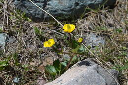Image of Ranunculus albertii Regel & Schmalh.