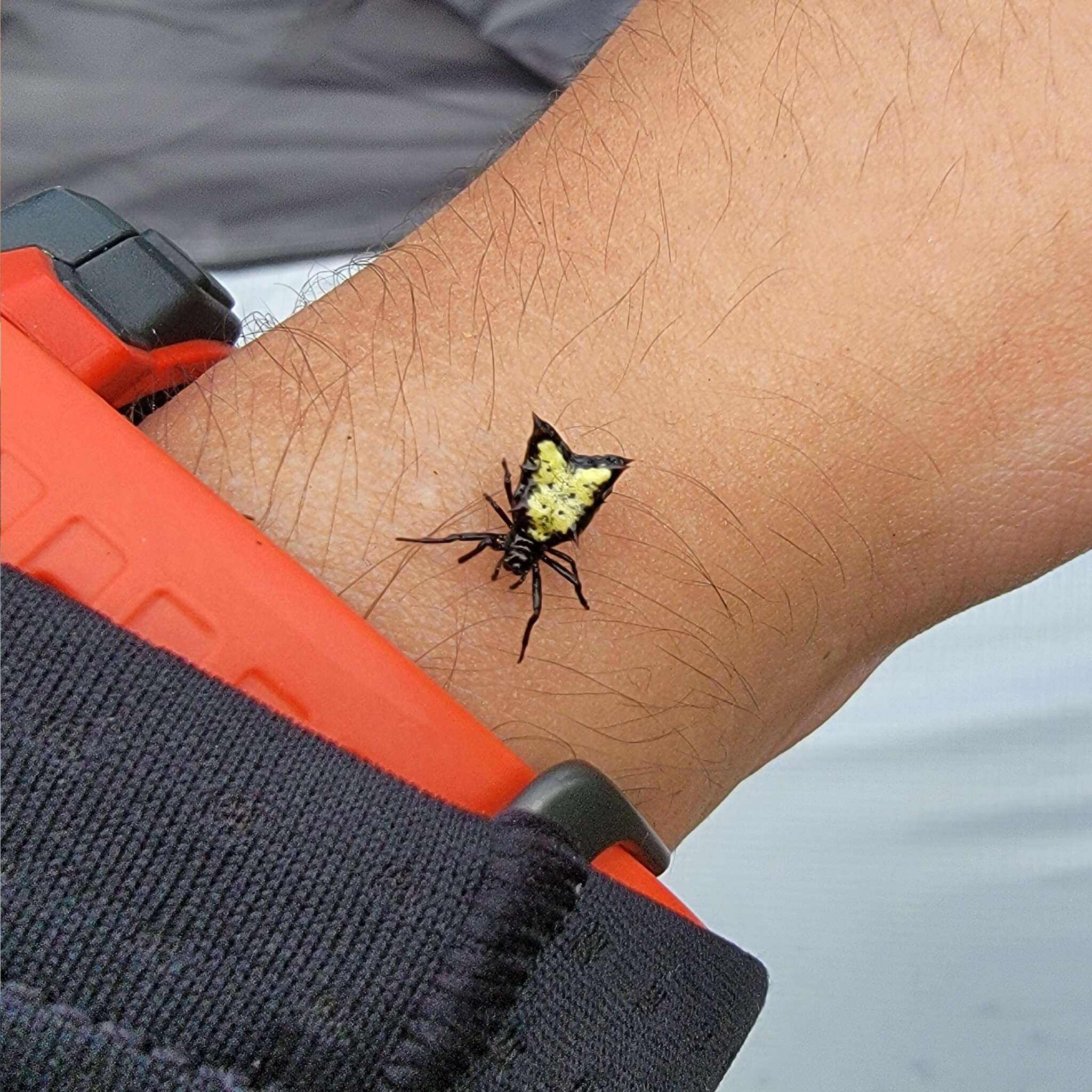 Image of Micrathena crassa (Keyserling 1864)