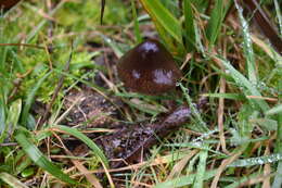 Image of Panaeolus rickenii Hora 1960