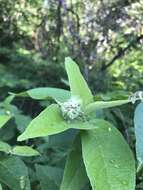 Image of Croton alamosanus Rose