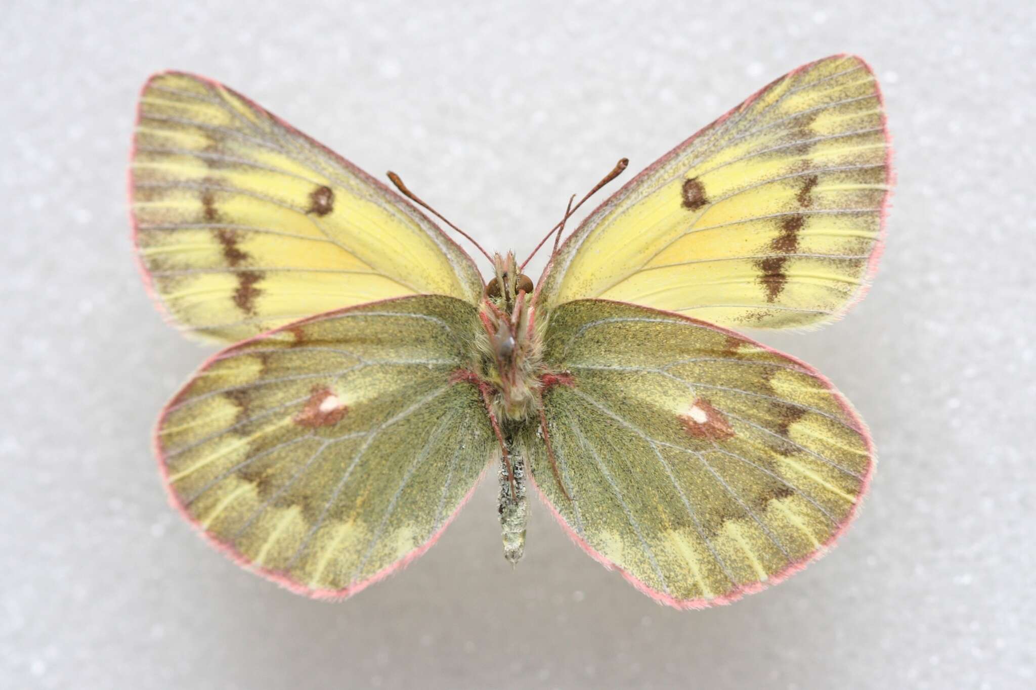 Image of Colias ladakensis Felder & Felder 1865