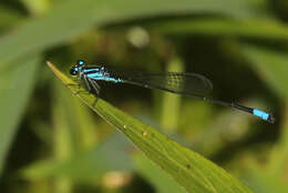 Image of Acanthagrion trilobatum Leonard 1977