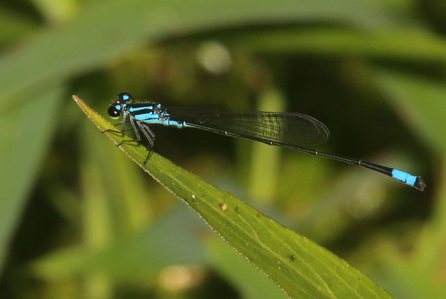 Sivun Acanthagrion trilobatum Leonard 1977 kuva