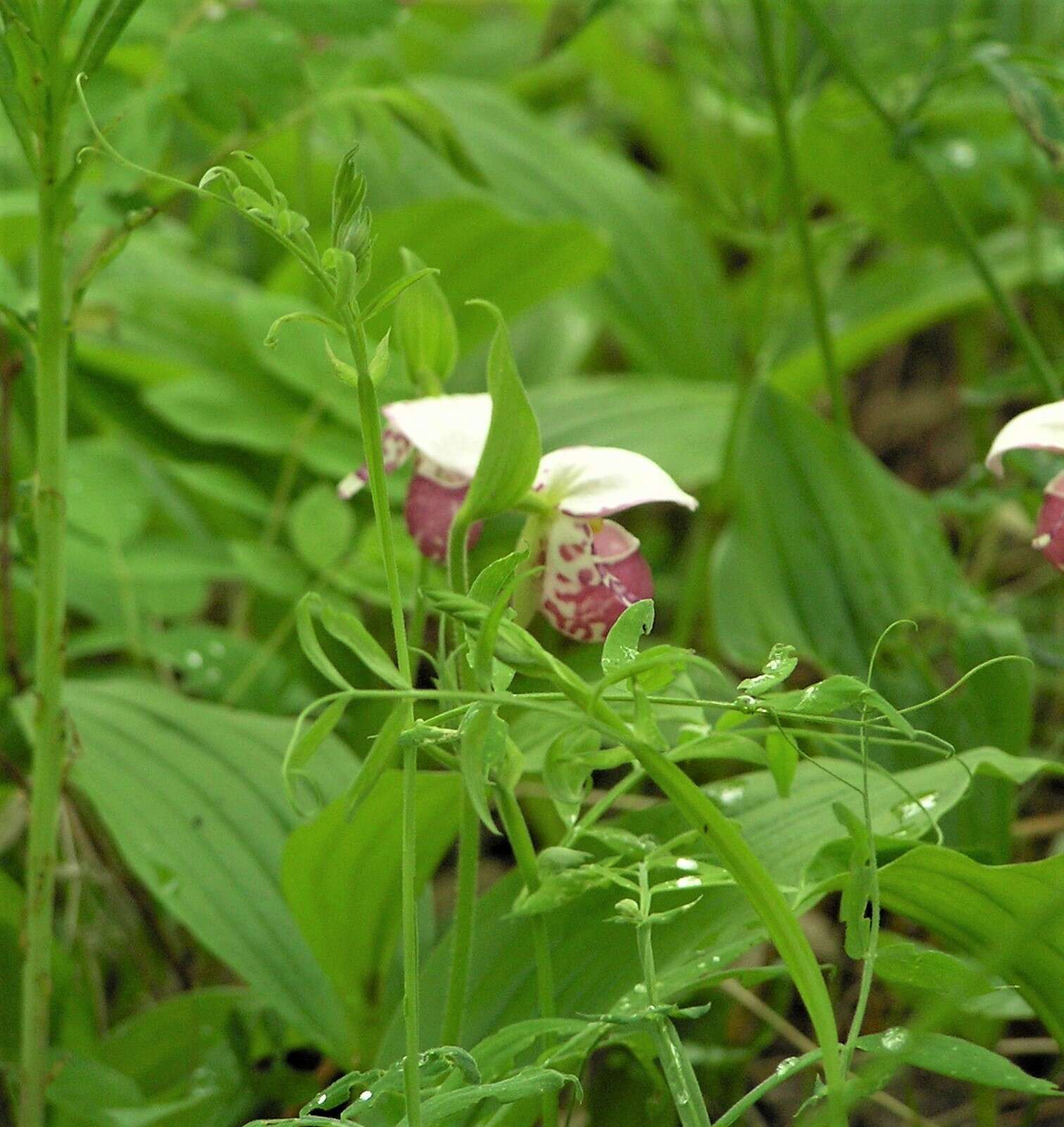 Слика од Lathyrus palustris subsp. pilosus (Cham.) Hulten