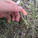 Image of buff fleabane