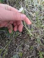 Image of buff fleabane