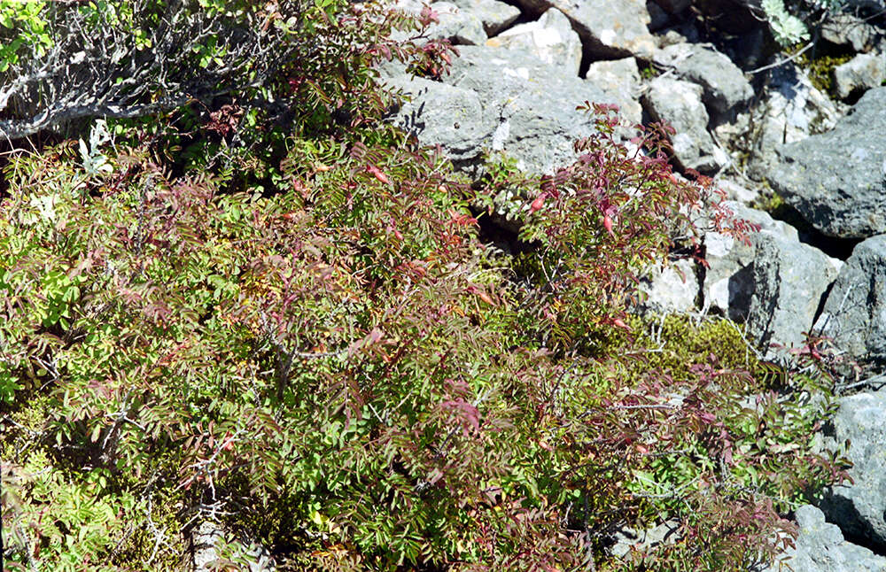 Plancia ëd Rosa koreana Kom.