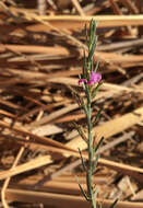 Plancia ëd Lythrum californicum Torr. & Gray