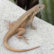 Image of Barahona curlytail lizard