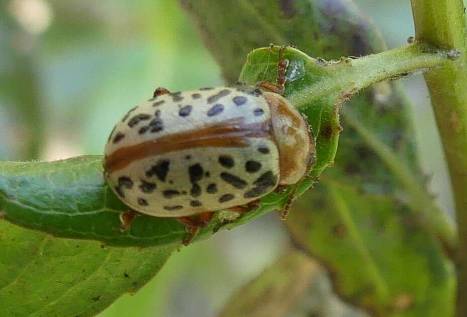 Image of Calligrapha (Calligrapha) verrucosa (Suffrian 1858)