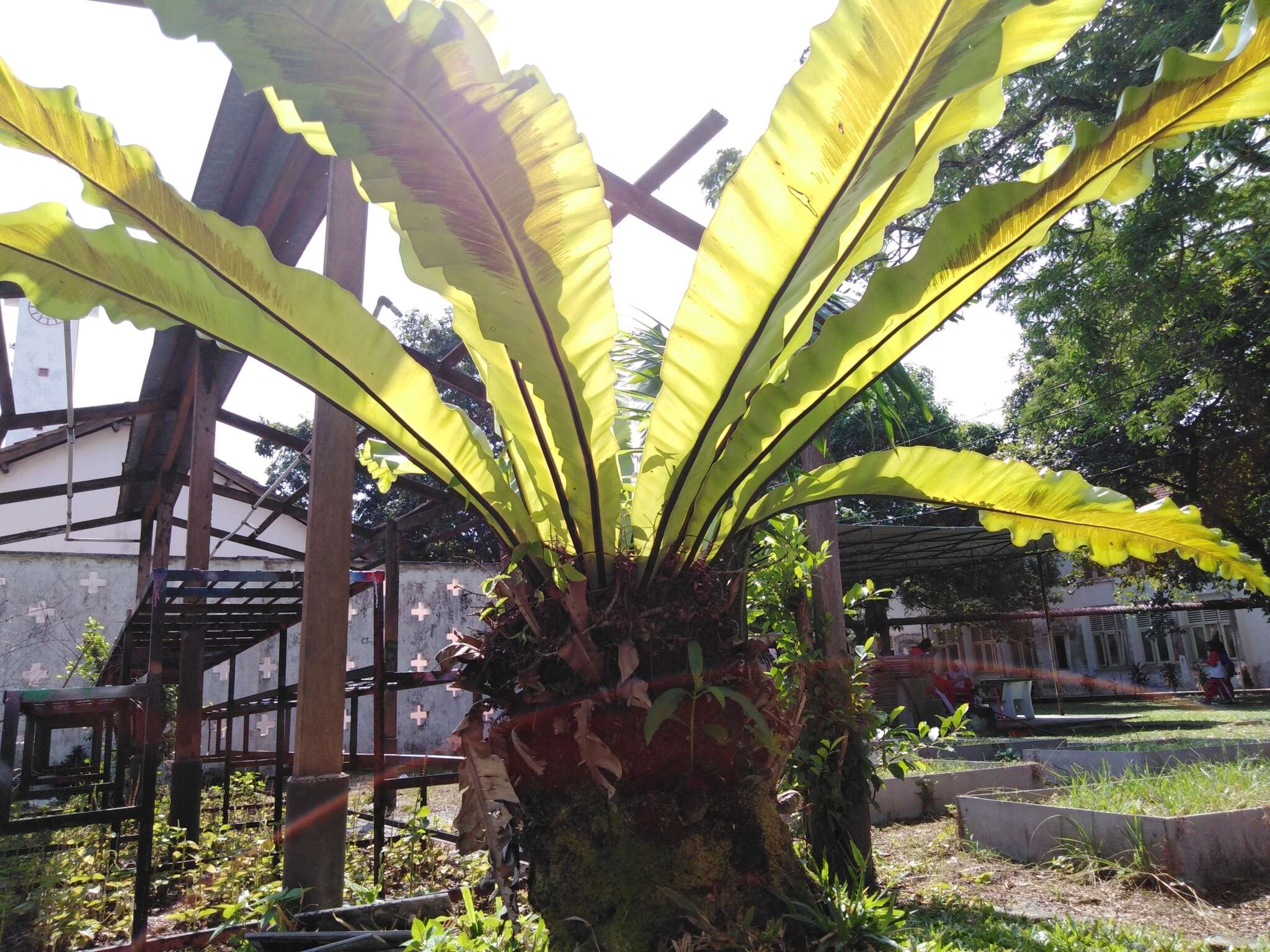 Image of Australian bird's-nest fern