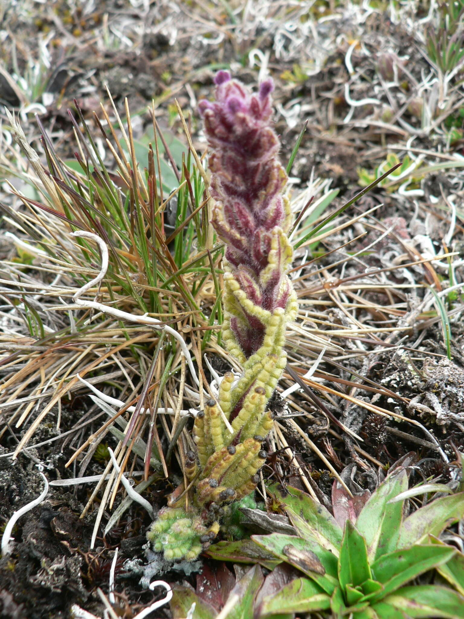 صورة Neobartsia stricta (Kunth) Uribe-Convers & Tank