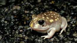 Image of Western Spotted Frog