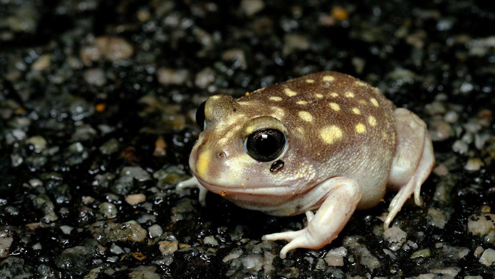 Image of Western Spotted Frog