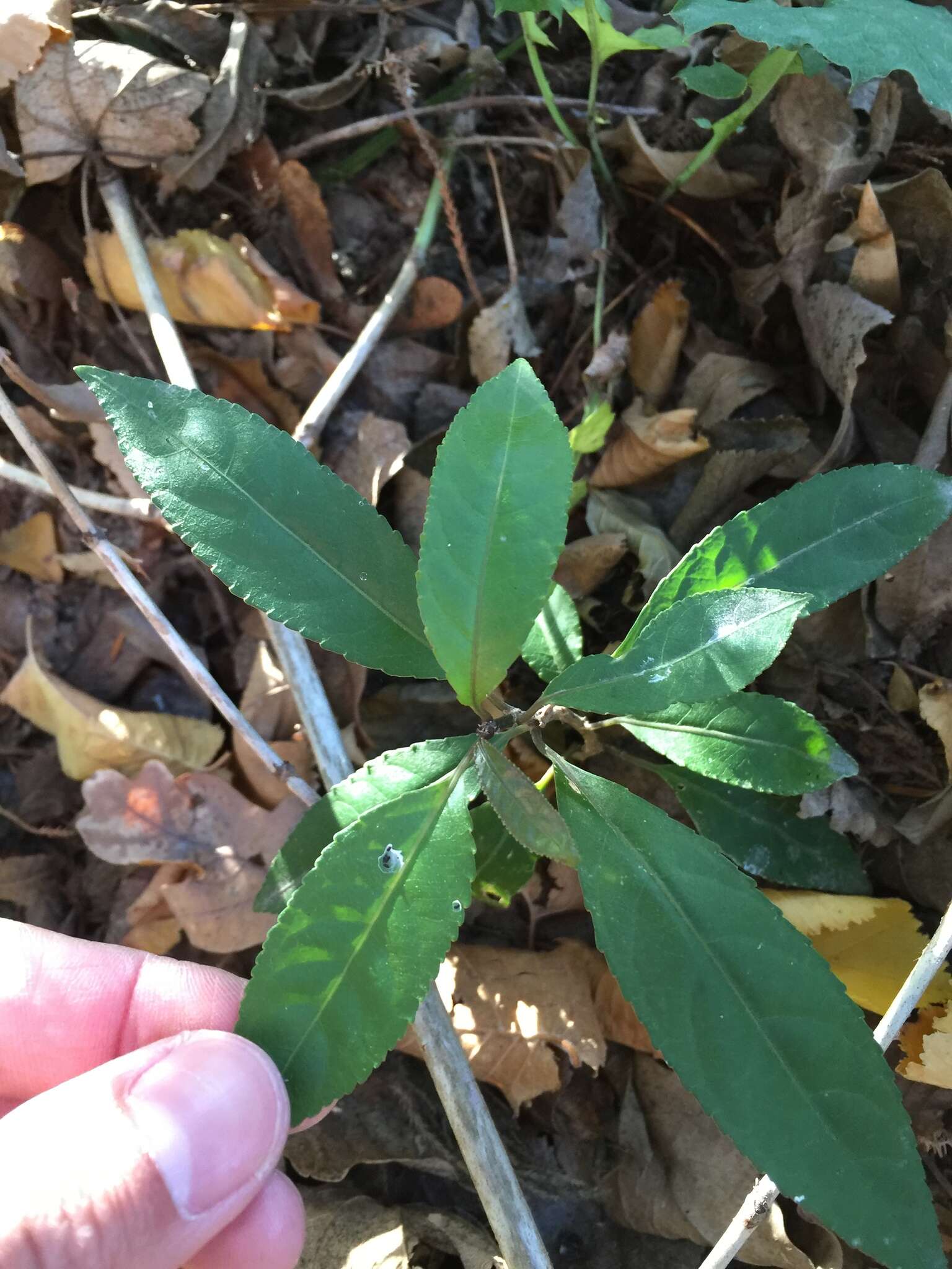 Image of Melicytus ramiflorus subsp. ramiflorus