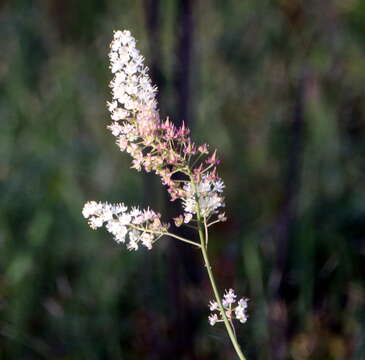 Image of Stenanthium texanum