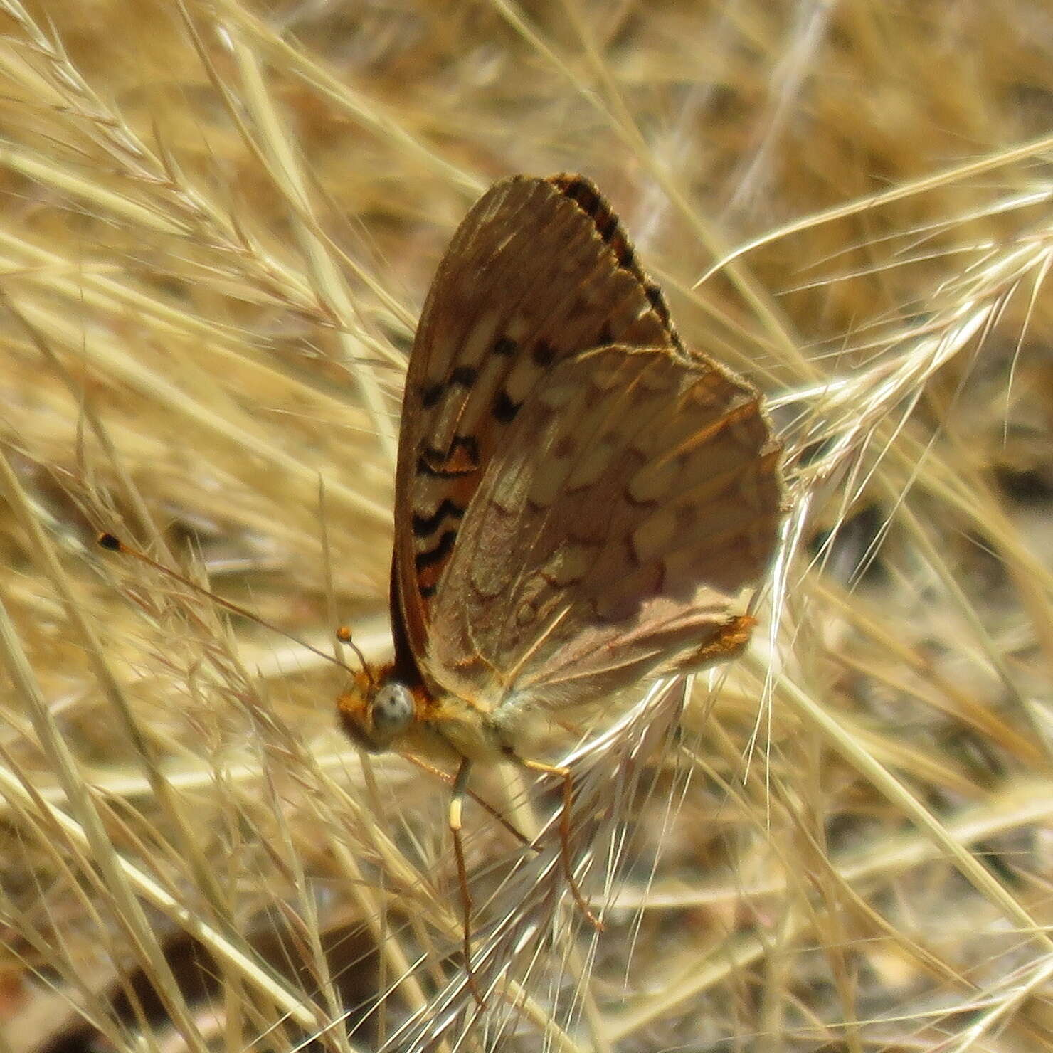 Image of Adiaste Fritillary