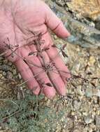 Image of Wenatchee desertparsley