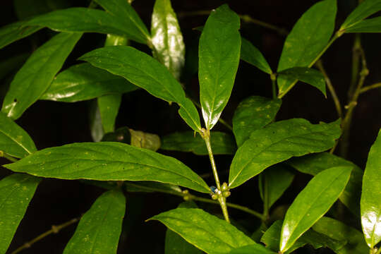 Lasianthus chlorocarpus K. Schum. resmi