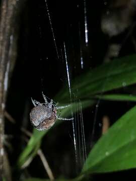 Image of Roly Poly Orb Weaver