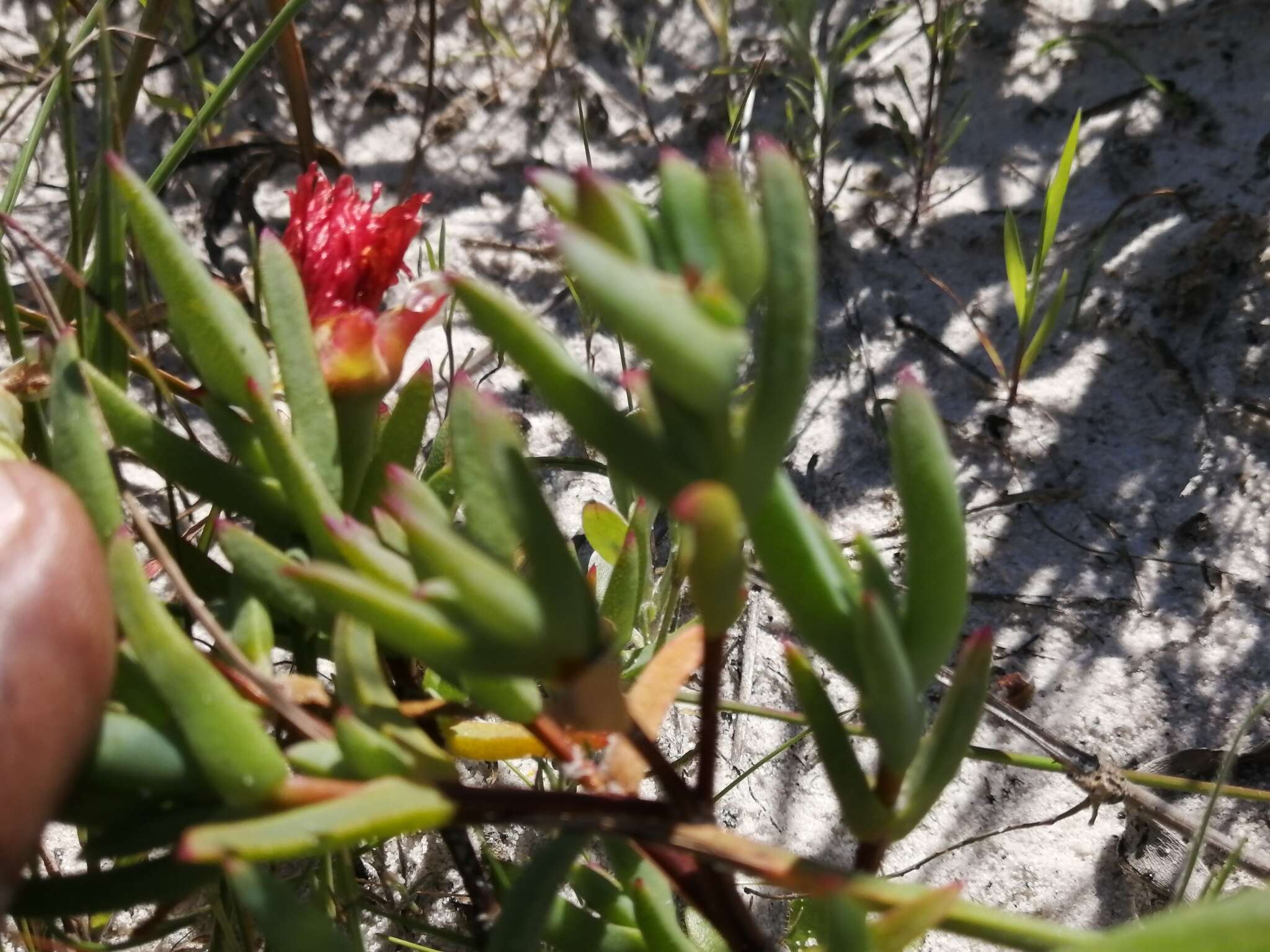 Image of Lampranthus glaucoides (Haw.) N. E. Br.