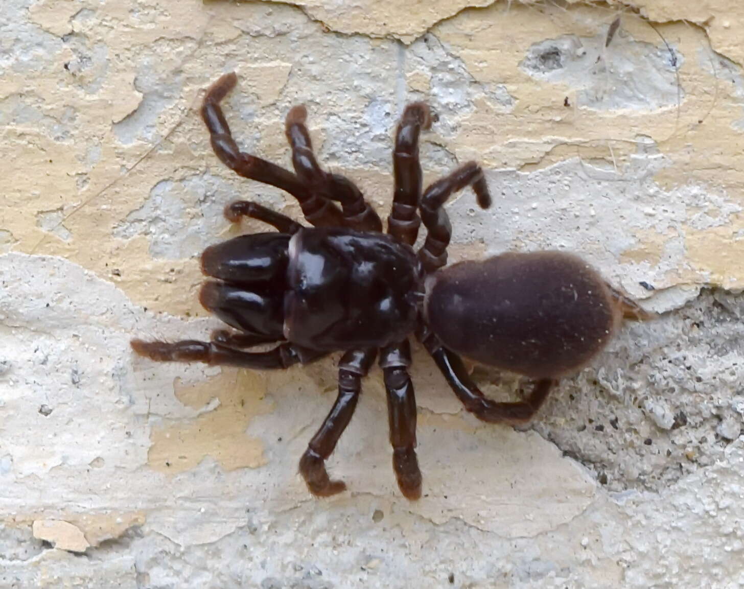 Image of Atypus muralis Bertkau 1890