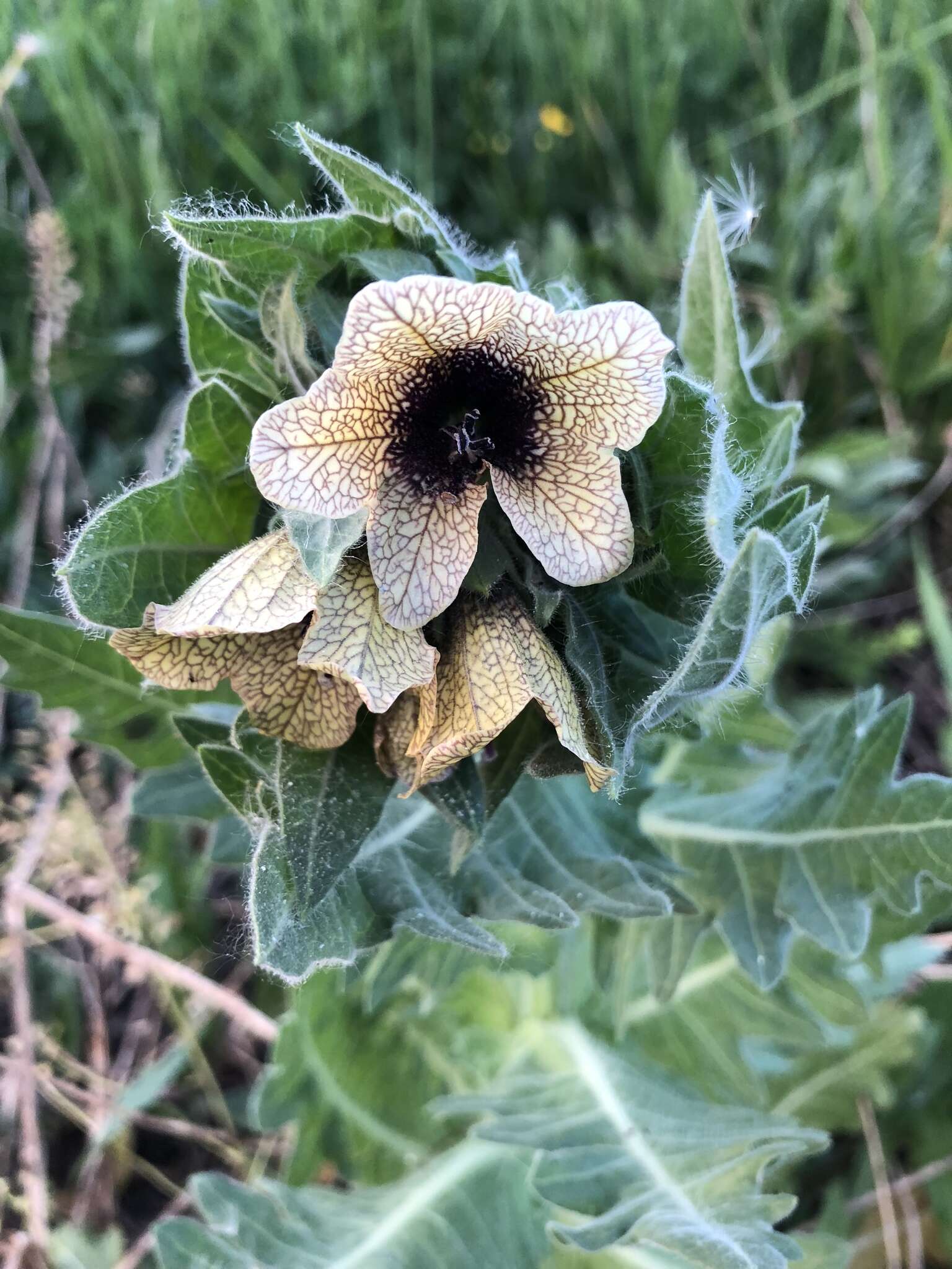 Image of black henbane