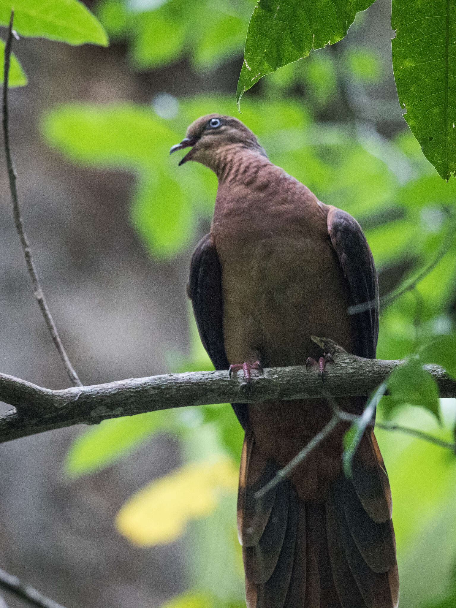 Image of Brown Cuckoo-Dove