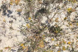 Image of Anthyllis vulneraria subsp. polyphylla (DC.) Nyman