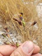 Image of annual bushsunflower