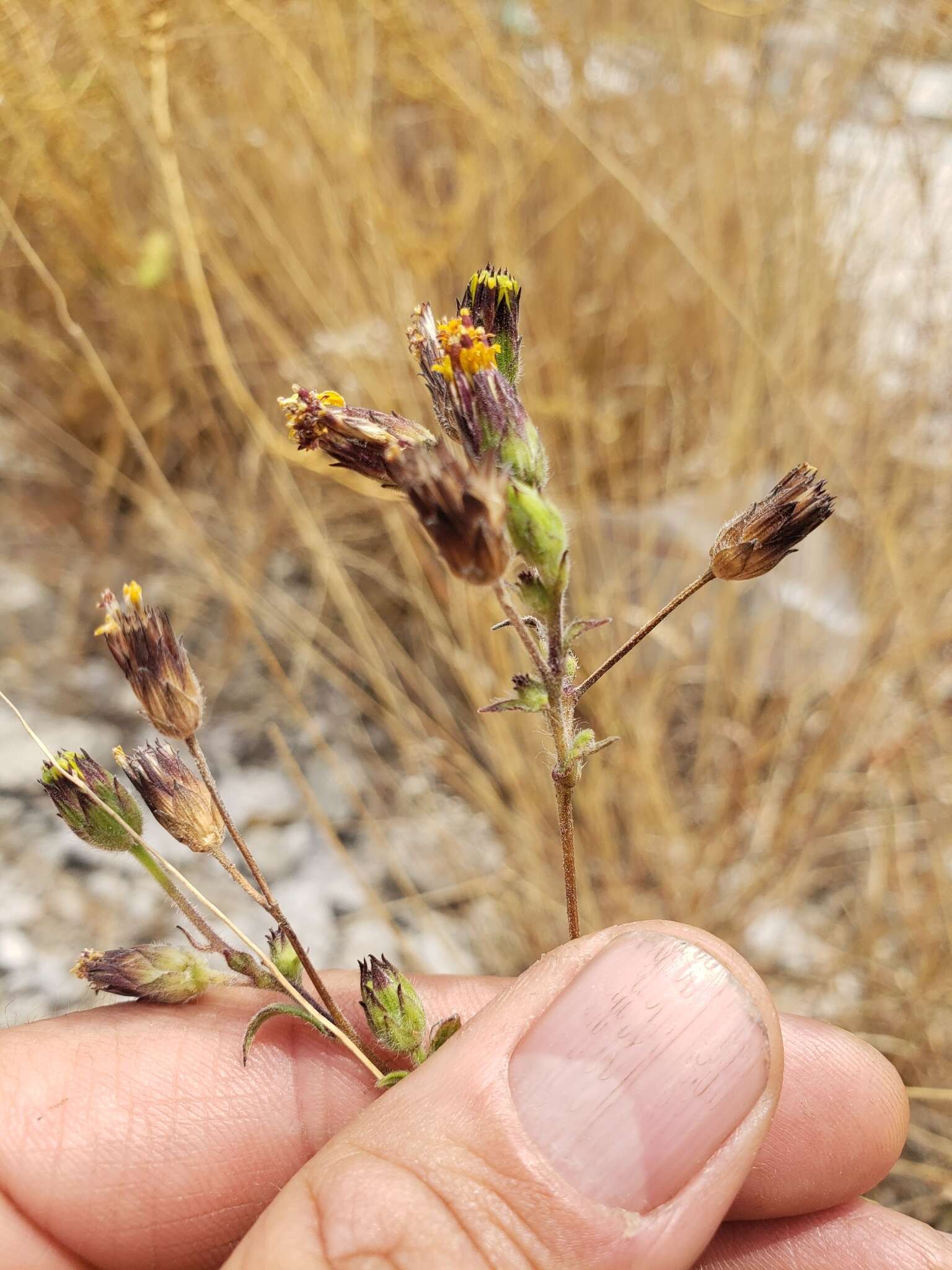 Image of annual bushsunflower