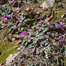 Image of Cyclamen coum subsp. elegans (Boiss. & Buhse) C. Grey-Wilson