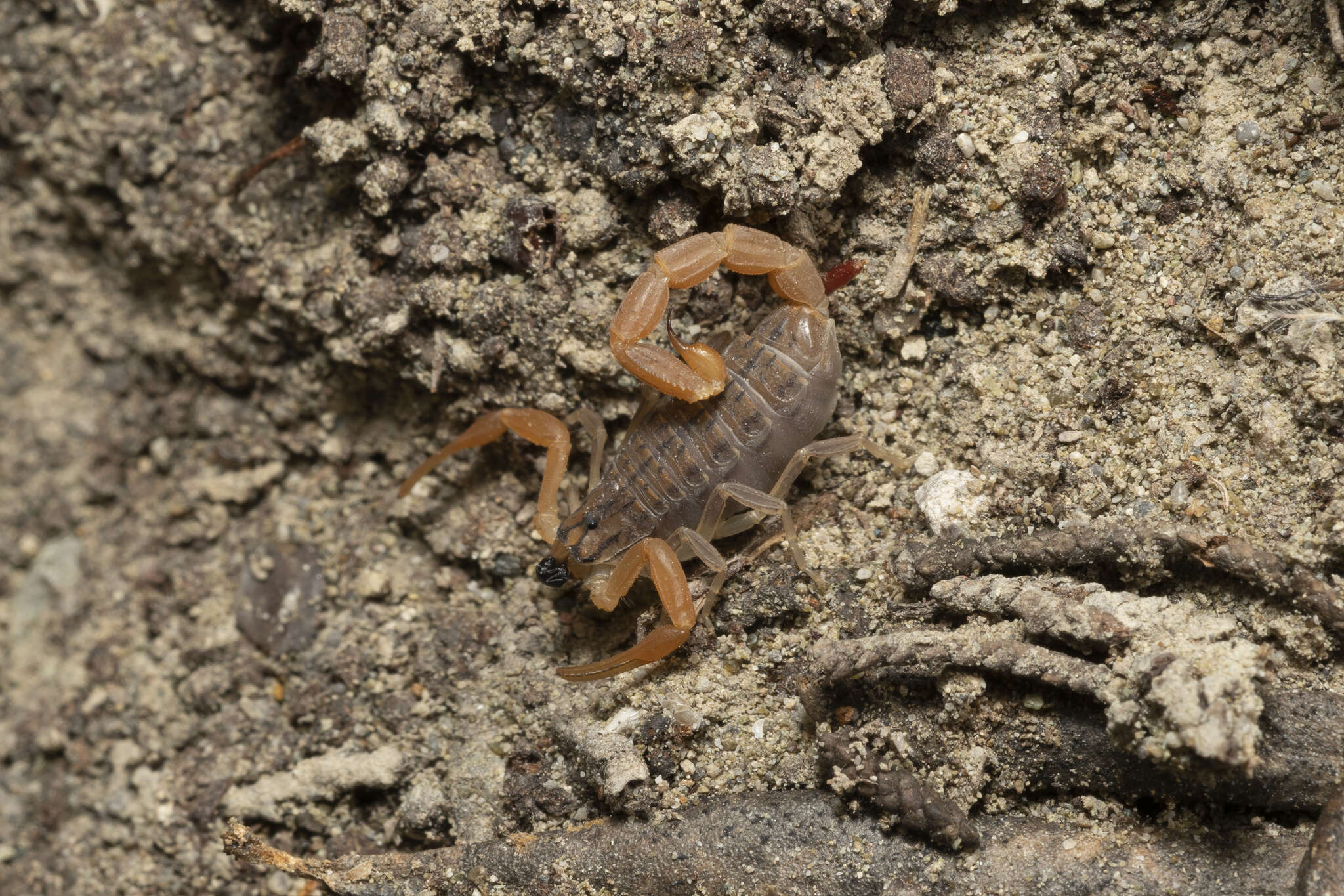 Image of Aegaeobuthus gibbosus (Brulle 1832)