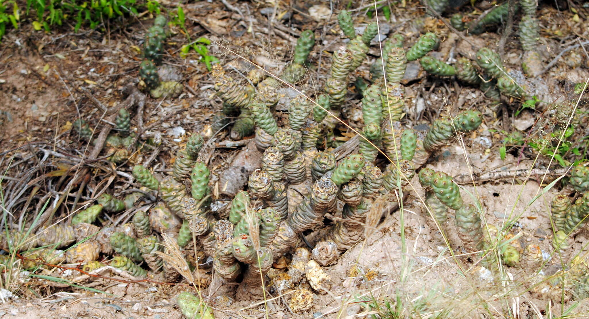 Image of Tephrocactus articulatus (Otto) Backeb.