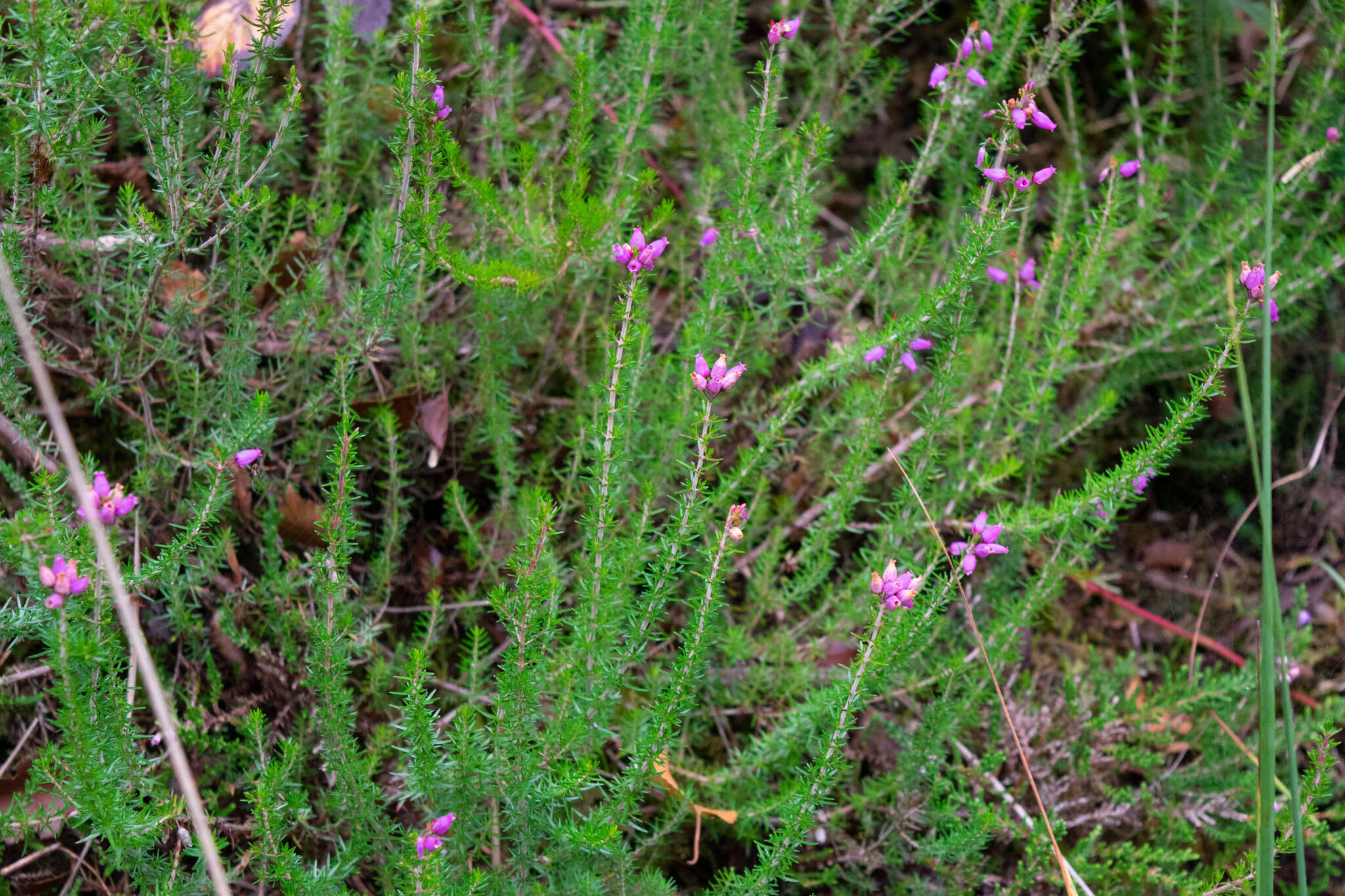 Image of Bell Heather