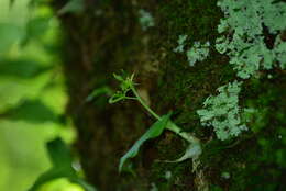 Imagem de Liparis cordifolia Hook. fil.