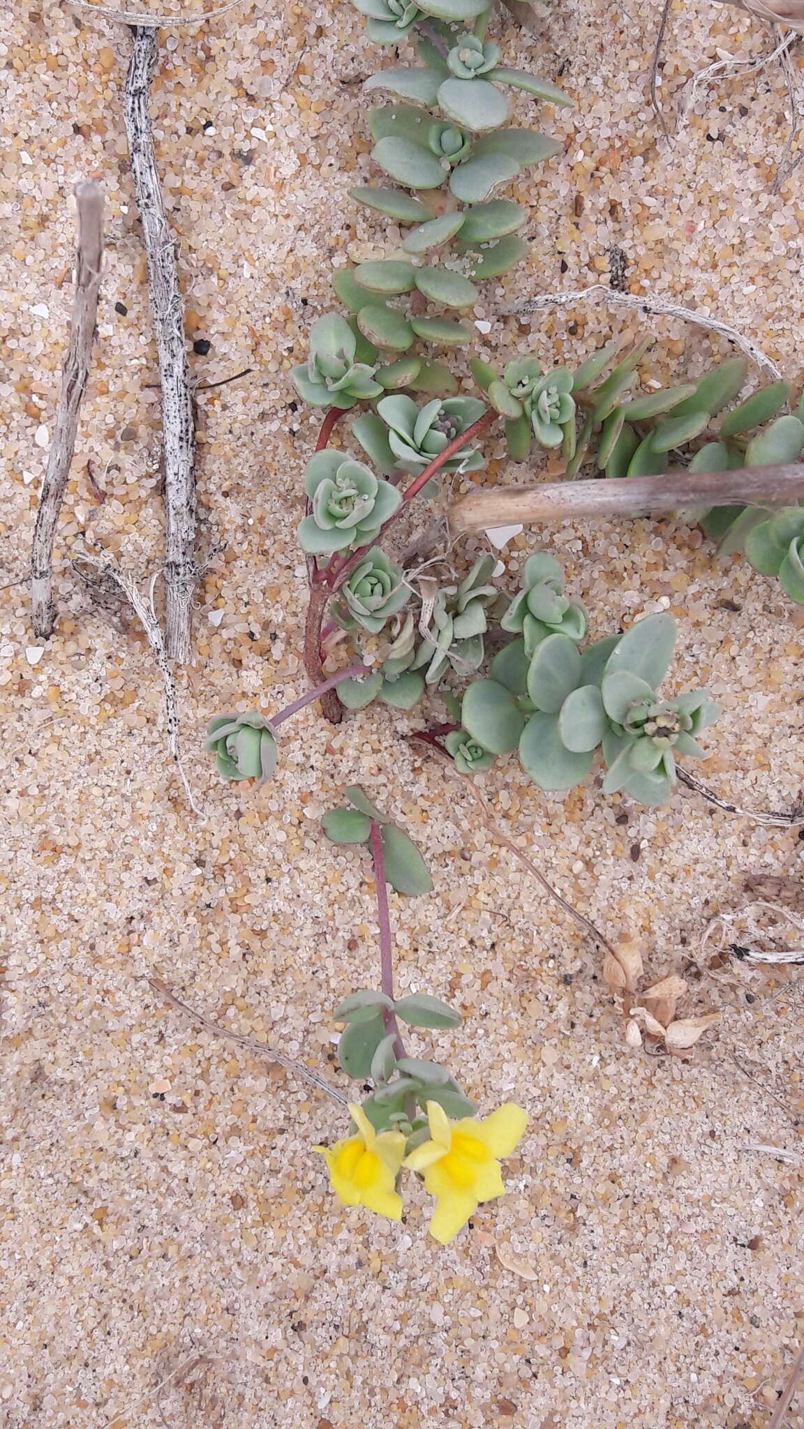 Image of Linaria thymifolia (Vahl) DC.