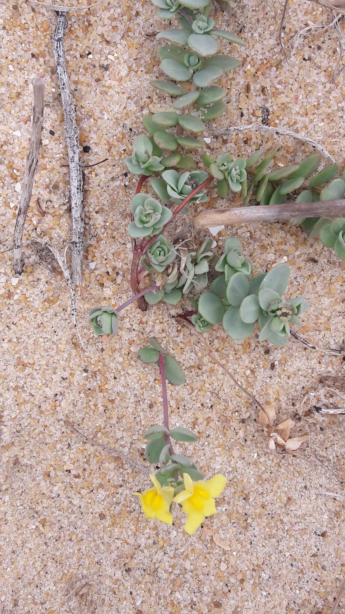 Plancia ëd Linaria thymifolia (Vahl) DC.