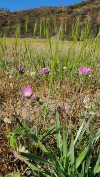 Image of fringed checkerbloom