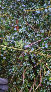 Imagem de Ligustrum morrisonense Kaneh. & Sasaki