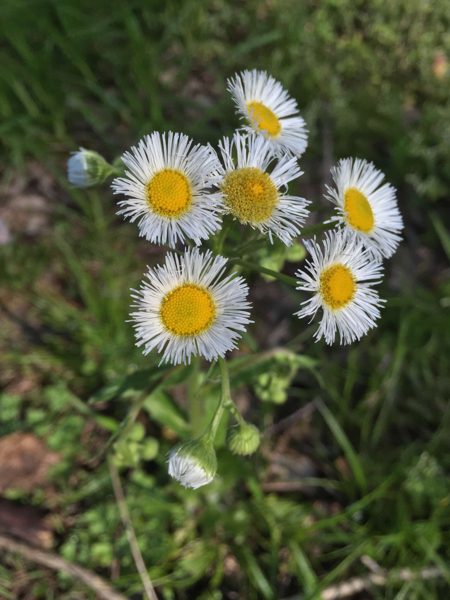 Image of eastern daisy fleabane