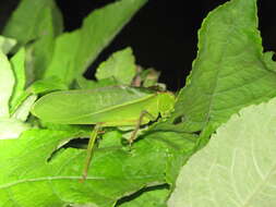 Image of Steirodon (Peucestes) championi (Saussure & Pictet 1898)