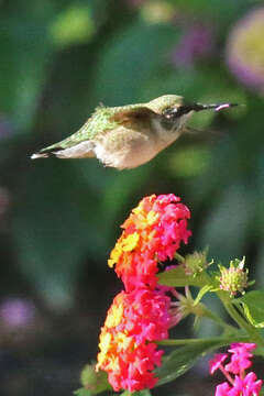 Image of Ruby-throated Hummingbird