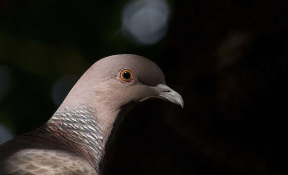 صورة Patagioenas picazuro (Temminck 1813)