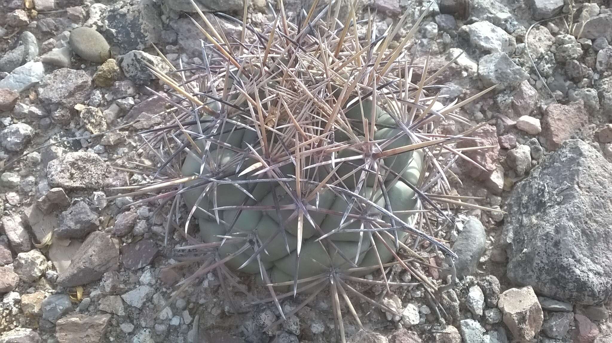 Image of Coryphantha poselgeriana (A. Dietr.) Britton & Rose