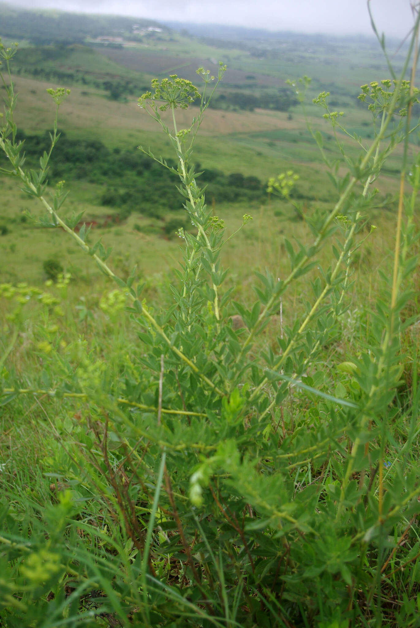 Image de Heteromorpha involucrata Conrath