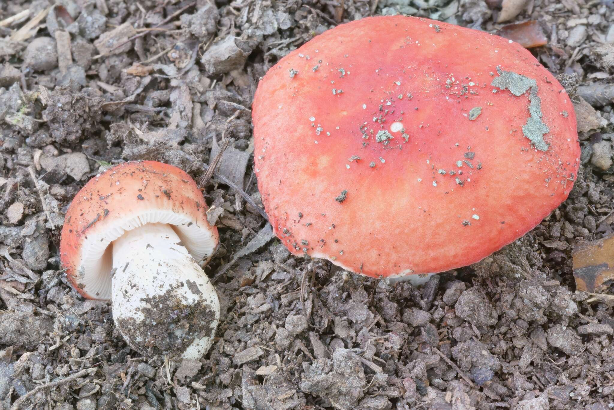 Sivun Russula henningsii Sacc. & P. Syd. 1902 kuva