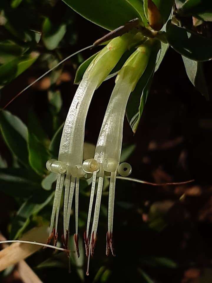 Image of Styphelia laeta R. Br.